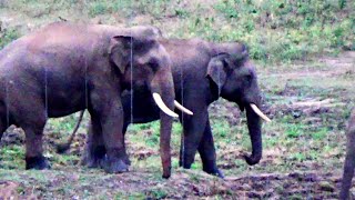 The migration of the two tuskers | wild elephants story