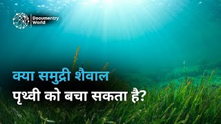 समुद्री खेती: क्या समुद्री शैवाल 🌿 पृथ्वी को बचा सकता है? 🌊 Incredible potential of ocean farming