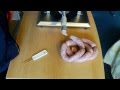 frische Bratwurst Wurst selber machen