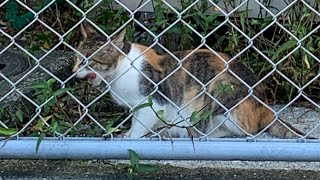 いなくなった子猫を探せ！母猫に着いていくと…後編