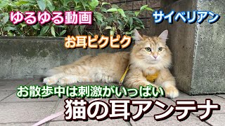 猫の耳アンテナ【ちゃこＴＵＢＥ】お外は刺激がいっぱい【猫の散歩】耳で情報収集【サイベリアン】耳で状況把握【ゆるゆる動画】地味