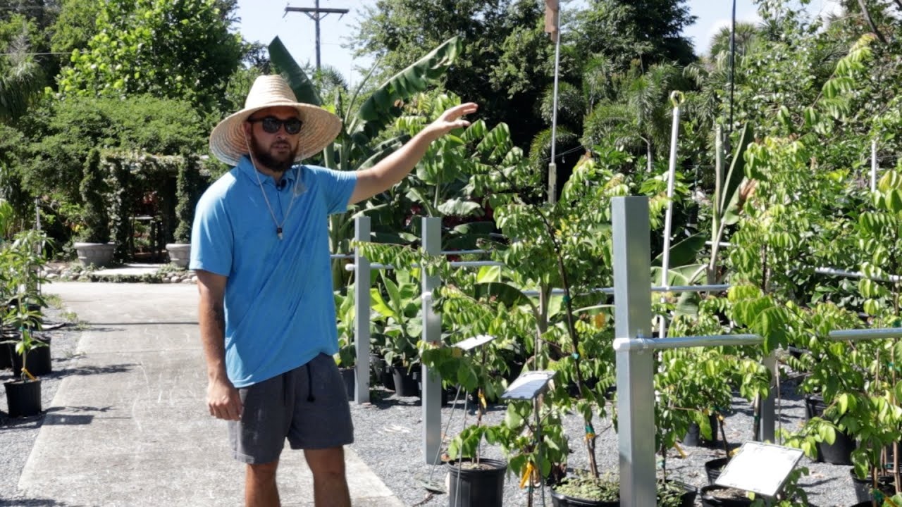 Growing Star Fruit (carambola) With Seth!! Brevard County Florida, Zone ...