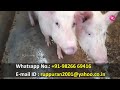 how to clean pigs room at farm দেখুন কি করে শুকরের ঘর গুলো পরিষ্কার করা হয় rc farming