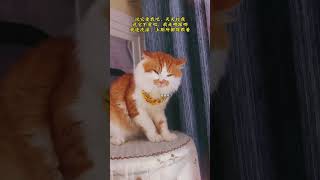 这玩意是看不起我，又离不开我。反骨猫 斤的猫斤的反骨 没有一口猫粮是白吃的 猫咪的不服全写在脸上 橘猫日常