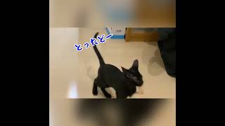 にゃんこを運ぶ子にゃんこ