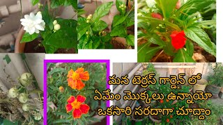 my terrace garden full video మన టెర్రస్ గార్డెన్ మొత్తం వీడియో చూద్దాం  సరదాగా కాసేపు