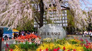 7 famous places for cherry blossoms in central Tokyo, Ueno Park, Shinjuku Gyoen, etc.