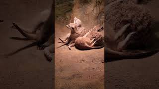 미어캣 속이기_Prank on Meerkats