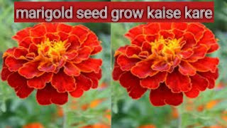 मेरीगोल्ड की सीडलिंग कर लीजिए how to grow marigold seeds l मेरीगोल्ड के सीड्स ग्रो करने का सही तरीका