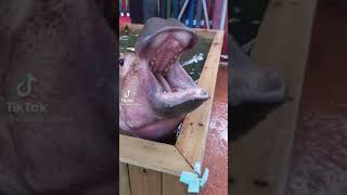 High.... High..,, good morning (happy hippo’s)