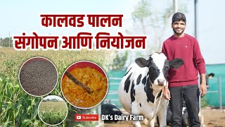 कालवड  पालन  संगोपन आणि नियोजन।।calf rearing practices and management  ♥️ 🐄🐄