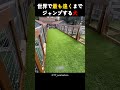 世界で最も遠くまでジャンプする犬