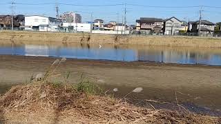 春日部 古利根川 風景