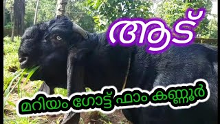 Mariyam Goat Farm Kannur/ മറിയം ആട് ഫാം കണ്ണൂർ