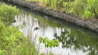 【４K映像】アオサギ　Gray heron