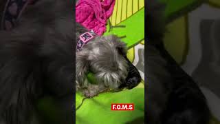 Mini Schnauzer giving Birth 🐾