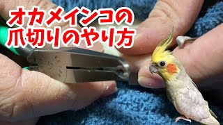 【オカメインコ】爪切りの方法