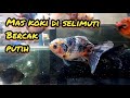 MAS KOKI DI SERANG JAMUR (Tips Karantina)