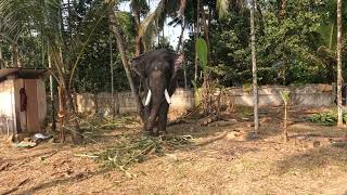 puthurkovil parthasarathi എറവ് ശ്രീ മഹാവിഷ്ണുക്ഷേത്രത്തിലെ ഉത്സവം / 2023