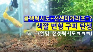 구피 교배의 신기한 결과