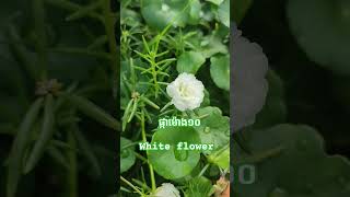 White flower ផ្កាម៉ោង10 natural life