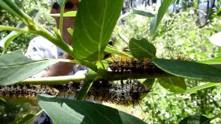 Caterpillar Seizure