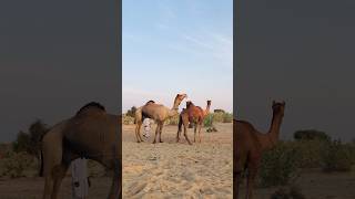 The female camel is under the male camel.#shorts