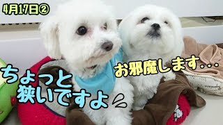 ぎゅうぎゅう白さん 【ひみつきちなう！②】2018年4月17日