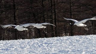 鶴居村のタンチョウたち