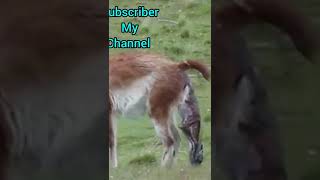 হরিণ কিভাবে বাচ্চা জন্ম দেয়।#shorts #shortvideo #stories #discovery #video#viral# animals#4kwildlife