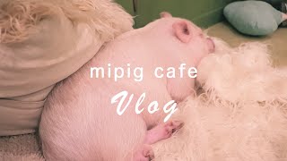 mipig cafe（マイピッグカフェ）に行ってきた！【やりたい事リスト①】