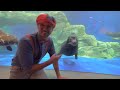 blippi explores a fun aquarium learning sea animals for children educational videos for kids