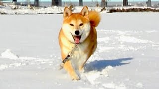 まっさらな雪と 犬と 青空と　Walk the dog in virgin snow.