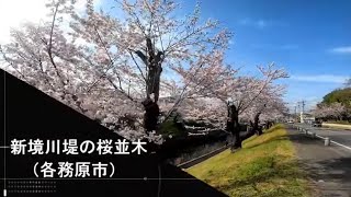 各務原市、新境川堤の桜並木（2022年3月31日）Cherry trees along the Shin Sakai River bank, Kakamigahara City