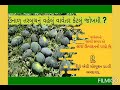 water melon right time of sowing તરબૂચ ના વાવેતરનો સાચો સમય કયો