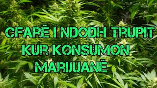 Cfarë ndodh me ju kur pini Marijuanë ?!  (dije.al)