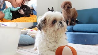 まさか？！送られてきたアタッチメントが違う！神対応の末 可愛い子犬になりましたwww～多頭飼い～チワワ・シーズー・ミニチュアピンシャー・トイプードル