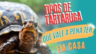 Tipos de tartarugas que vale a pena ter em casa