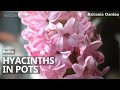 How To Plant Hyacinth Bulbs In Pots | Complete Guide | Balconia Garden