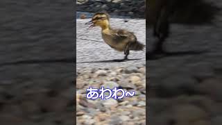 早送りなし☆脱走する生後1週間のカルガモ雛の走りがスゴイ！｜The running of the spot-billed ducks that escape is amazing.　#shorts