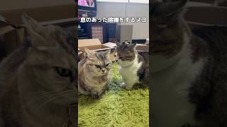 喧嘩はするけどどこまでもシンクロしすぎて、もはや喧嘩してるのか分からない動画 #ぬこ #やんのか #ねこ #shorts