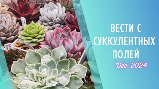 Вести с суккулентных полей 🌱 Декабрь 2024