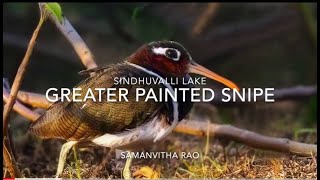 Greater Painted Snipe - Bird Behavior