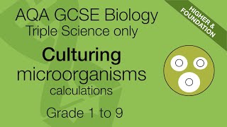 AQA GCSE Biology: Calculations for Culturing Microorganisms | Triple Science Revision