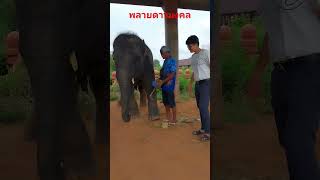 พลายดาวมงคลขี้อ้อน #พลายดาวมงคล #ช้าง #สุรินทร์ #elephant #หมู่บ้านช้าง