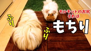 もふもふ　へやんぽするモルモットの可愛いお尻　cute guineapig