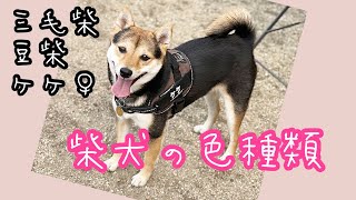 【柴犬種類】134 柴って何色がいるの？（赤柴黒柴白柴胡麻柴三毛柴）