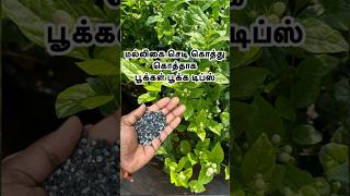 மல்லிகை செடி கொத்து கொத்தாக பூக்கள் பூக்க டிப்ஸ் #shorts #viral;video #shortsviral #garden