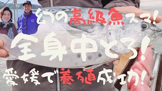 旨いのはもちろん！全身トロの超高級魚★スマを愛媛県で養殖成功！