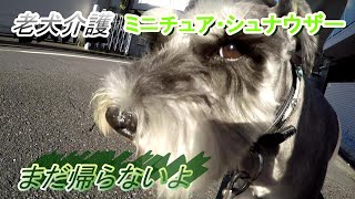 老犬介護（ミニチュア・シュナウザー）まだ帰らないよ